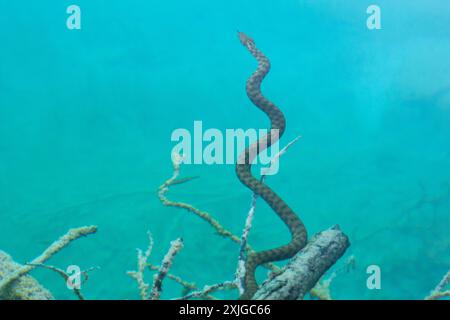 Coupez les poissons de chasse au serpent sous l'eau dans le parc national des lacs de Plitvice en Croatie en Europe Banque D'Images