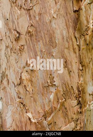 Vue rapprochée de l'écorce d'arbre Melaleuca leucadendra. Fond de texture d'écorce d'arbre brun. Banque D'Images