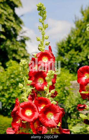 Alcea rosea - hollyhock commun. Prise en juillet 2024 Banque D'Images