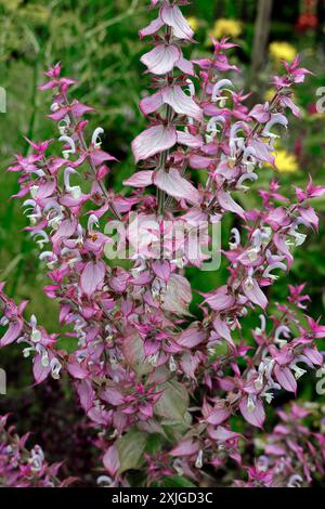 Salvia sclarea - sauge argileuse en fleur. Prise en juillet 2024 Banque D'Images