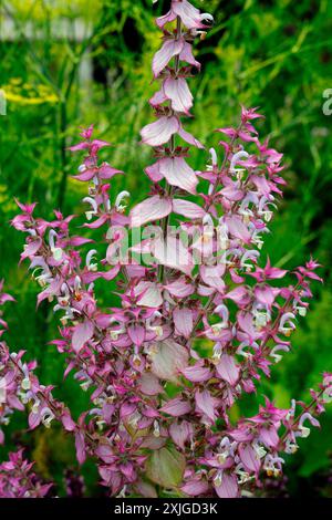 Salvia sclarea - sauge argileuse en fleur. Prise en juillet 2024 Banque D'Images