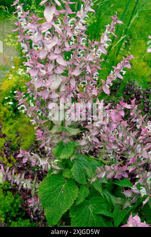 Salvia sclarea - sauge argileuse en fleur. Prise en juillet 2024 Banque D'Images