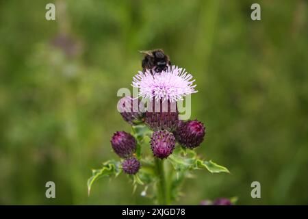 Bourdon recueille le pollen de la fleur de chardon de couleur bruyère. Banque D'Images