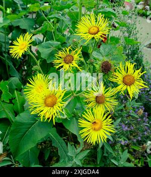 Fleurs d'élecampane (Inula helenium) Cowbridge Physic Garden, Vale of Glamorgan (près de Cardiff) prises en juillet 2024 Banque D'Images