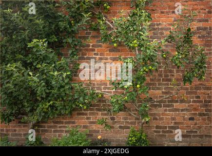 Espalier pommier contre un mur de briques rouges recouvert de fruits Banque D'Images