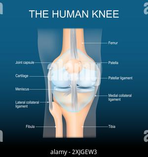 Anatomie du genou. Structure d'articulation du genou. Vue de face du genou humain avec effet lumineux. Joint bleu transparent réaliste sur fond sombre. Poster avec tex Illustration de Vecteur