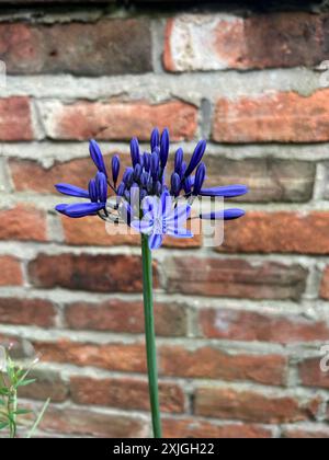Agapanthus africanus, ou le lis africain, est une plante à fleurs du genre Agapanthus. Ici, la tête de fleur émerge du bourgeon dans un jardin Banque D'Images