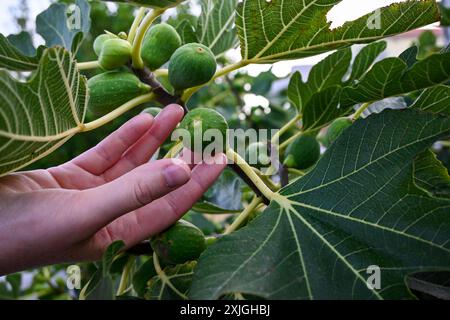 Le jardinier vérifie les figues vertes non mûres poussant sur une branche entourée de feuilles vertes. Banque D'Images