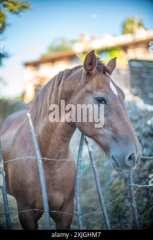 Gros plan d'un beau cheval brun debout derrière une clôture à Fuenteheridos, province de Huelva, Andalousie, Espagne. Banque D'Images