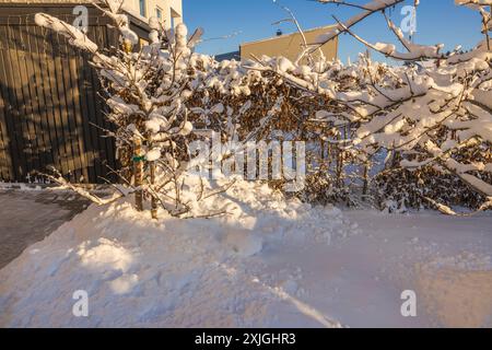 Belle vue d'hiver sur le jardin enneigé à la villa privée avec des arbres de jardin recouverts de neige sur la journée ensoleillée gelée. Suède. Banque D'Images