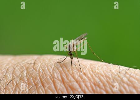 Piqûre de moustiques sur la peau humaine. Banque D'Images