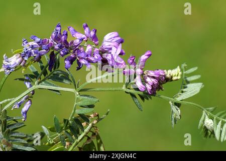 Gros plan fleurs de vesces touffues, vestes d'oiseau (Vicia cracca) famille Fabaceae. Été, juillet, pays-Bas Banque D'Images