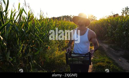 Agriculteur mâle avec boîte de récolte en plastique explore les tiges de maïs vertes tout en allant au champ. Jeune agronome beau examine les tiges de maïs pendant la marche sur Banque D'Images