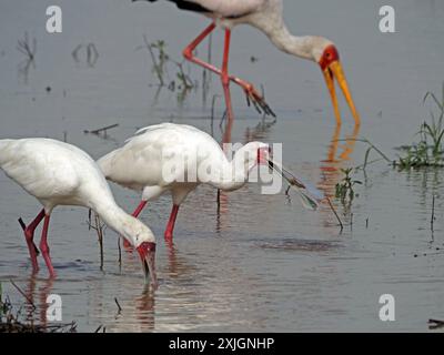 2 cuillères africaines (Platalea alba) et cigogne à bec jaune (Mycteria ibis) pêchant dans le lac Manze, parc national de Nyerere, Tanzanie, Afrique Banque D'Images