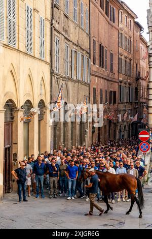 Le Nicchio (Shell) Contrada prenez leur cheval à travers les rues de Sienne à la Piazza Del Campo pour Une course d'essai du matin, le Palio, Sienne, Italie. Banque D'Images