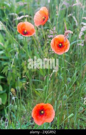 Gros plan de coquelicots sauvages dans une prairie par un matin ensoleillé d'été Banque D'Images