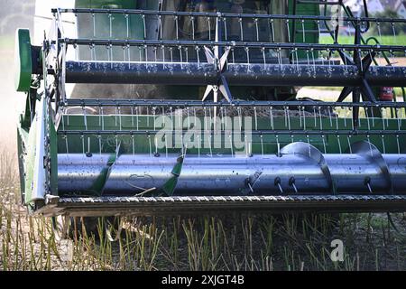 Rottenburg Kreis Tuebingen 18.07.2024 Schmuckbild Rapsernte 2024 Das Rapsschneidwerk an einem John Deer Maehdrescher BEI der Rapsernte auf einem Feld BEI Rottenburg - Frommenhausen. *** Rottenburg district de Tuebingen 18 07 2024 image décorative récolte de colza 2024 unité de coupe de colza sur une moissonneuse-batteuse John Deer pendant la récolte de colza dans un champ près de Rottenburg Frommenhausen Ulmer Banque D'Images