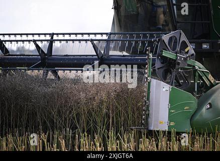 Rottenburg Kreis Tuebingen 18.07.2024 Schmuckbild Rapsernte 2024 Das Rapsschneidwerk an einem John Deer Maehdrescher BEI der Rapsernte auf einem Feld BEI Rottenburg - Frommenhausen. *** Rottenburg district de Tuebingen 18 07 2024 image décorative récolte de colza 2024 unité de coupe de colza sur une moissonneuse-batteuse John Deer pendant la récolte de colza dans un champ près de Rottenburg Frommenhausen Ulmer Banque D'Images