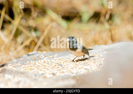 Dark eyed Junco Banque D'Images