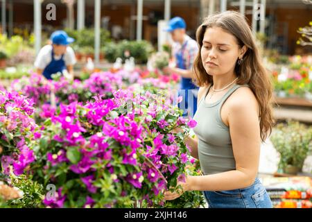 Dans le magasin de fleurs, la fille choisit la plante Bougainvillea en fleurs pour le décor de jardin extérieur Banque D'Images