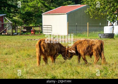 RT 20 dans Washington rural, États-Unis. Deux vaches Highland dans les pâturages bloquant des cornes pendant qu'elles se battent. Banque D'Images