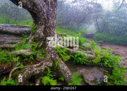 Des arbres vieux et tordus se trouvent le long de la Blue Ridge Parkway par un matin froid et brumeux près d'Ashville, North Caraolina. Banque D'Images