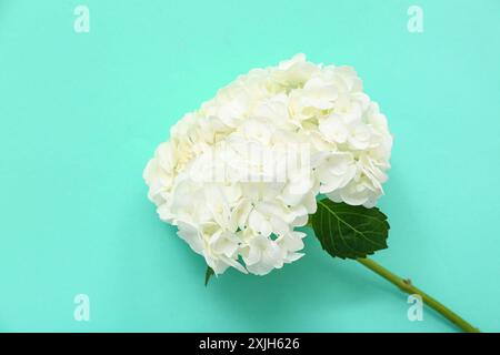 Hortensia blanche sur fond turquoise, gros plan Banque D'Images