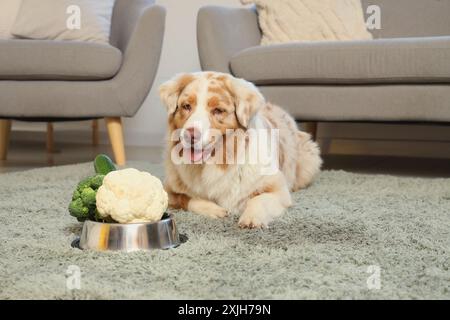 Chien berger australien mignon et bol avec des légumes à la maison Banque D'Images