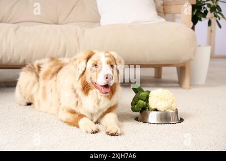 Chien berger australien mignon et bol avec des légumes à la maison Banque D'Images