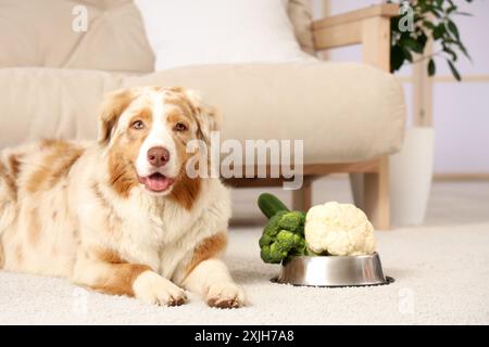 Chien berger australien mignon et bol avec des légumes à la maison Banque D'Images