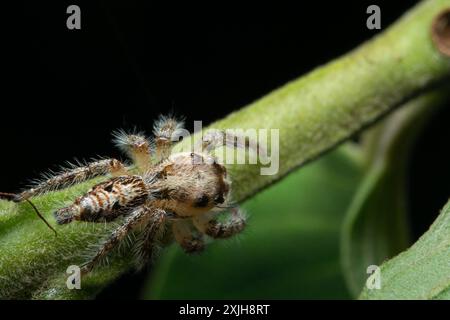 Image rapprochée de l'araignée sautante Hyllus diardi sur la branche d'arbre avec fond sombre, macro photographie. Petit monde animal. Banque D'Images