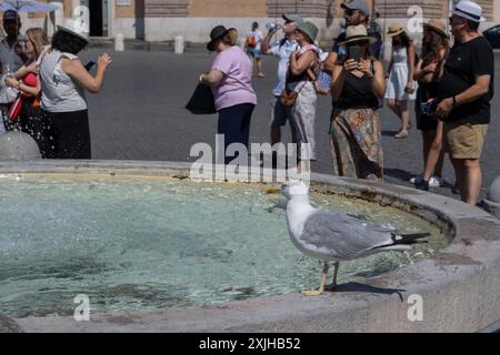 Rome, Italie. 18 juillet 2024. Mouette près d'une fontaine sur la Piazza del Popolo à Rome (photo de Matteo Nardone/Pacific Press/Sipa USA) crédit : Sipa USA/Alamy Live News Banque D'Images