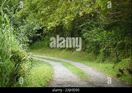 Embarquez pour un voyage serein le long du sentier de randonnée, en vous immergeant dans la tranquillité de la nature, idéal pour la marche ou le vélo. Banque D'Images