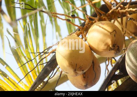 Fruits et cocotiers jaunes qui sont encore sur l'arbre Banque D'Images