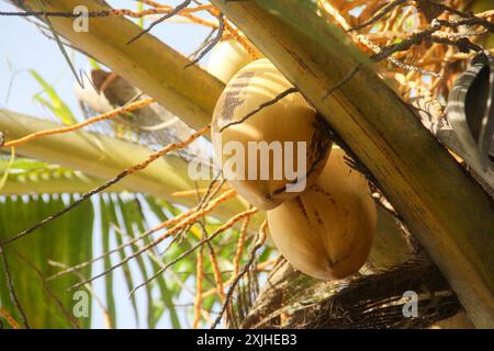 Fruits et cocotiers jaunes qui sont encore sur l'arbre Banque D'Images