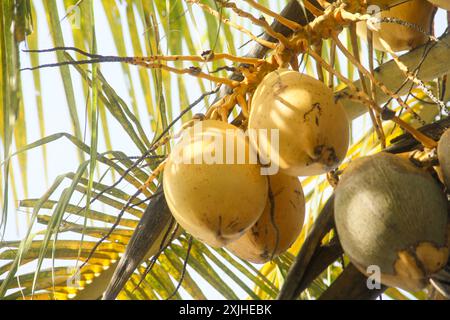 Fruits et cocotiers jaunes qui sont encore sur l'arbre Banque D'Images