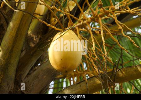 Fruits et cocotiers jaunes qui sont encore sur l'arbre Banque D'Images