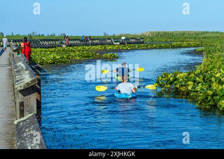 Pagayeurs faisant du kayak dans le marais du parc national de la pointe-Pelée, près de Leamington, Ontario. Banque D'Images