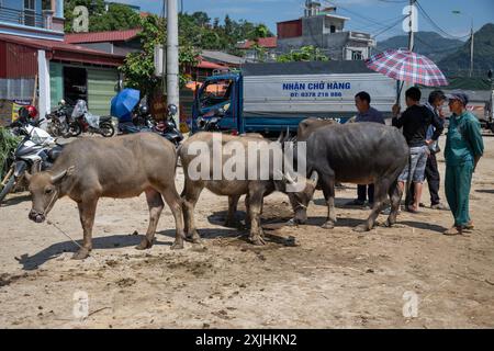 Buffle d'eau à vendre au marché de bac Ha, Province de Lao Cai, Vietnam Banque D'Images