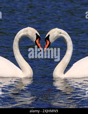 Couple de cygnes muets flottant sur le lac Ontario, Canada Banque D'Images