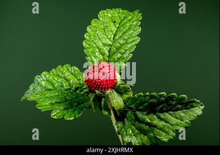 Belle friture rouge Duchesnea indica ou fraise faise sur un fond vert. Gros plan de la tête de fleur. Banque D'Images