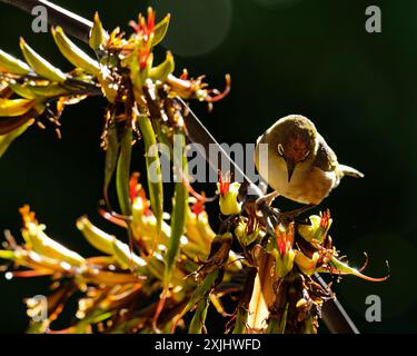 Les Waxeyes sont des pollinisateurs pour différentes plantes en Nouvelle-Zélande, le lin étant l'un d'entre eux Banque D'Images