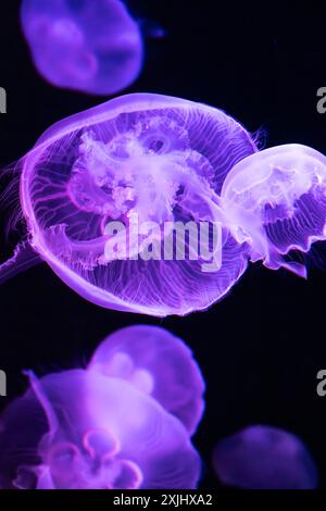 Gelées de lune translucides (Aurelia aurita) sous une lumière colorée à l'aquarium de Géorgie dans le centre-ville d'Atlanta, Géorgie. (ÉTATS-UNIS) Banque D'Images