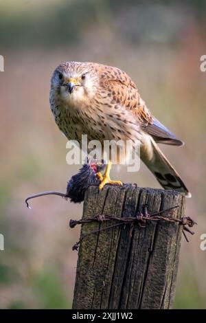 Gros plan d'une crécerelle femelle perchée sur un poteau. Elle a eu une chasse réussie et tient un petit rongeur dans ses talons dont elle se nourrit Banque D'Images