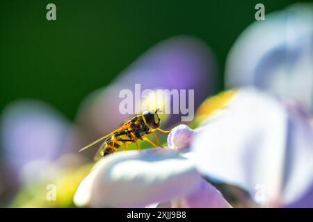 Macro-photo en gros plan capturant un hoverfly perché sur un pétale de Wisteria sinensis vibrant par temps ensoleillé, avec des détails complexes. Banque D'Images