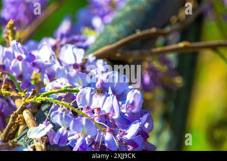 Macro-photo en gros plan capturant un hoverfly perché sur un pétale de Wisteria sinensis vibrant par temps ensoleillé, avec des détails complexes. Banque D'Images