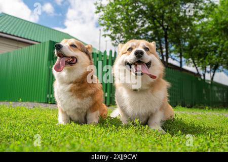 Mignon Pembroke Welsh Corgi couple avec langue dehors se promener dans un parc verdoyant, plein de joie et de compagnie. Banque D'Images