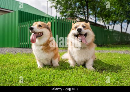 Mignon Pembroke Welsh Corgi couple avec langue dehors se promener dans un parc verdoyant, plein de joie et de compagnie. Banque D'Images