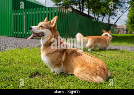 Mignon Pembroke Welsh Corgi couple avec langue dehors se promener dans un parc verdoyant, plein de joie et de compagnie. Banque D'Images