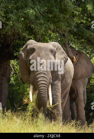 Deux éléphants taureaux se détendent tout en se nourrissant de la forêt riveraine sur les rives de la Grande rivière Ruaha. Des taureaux comme ceux-ci formeront des amitiés à long terme Banque D'Images